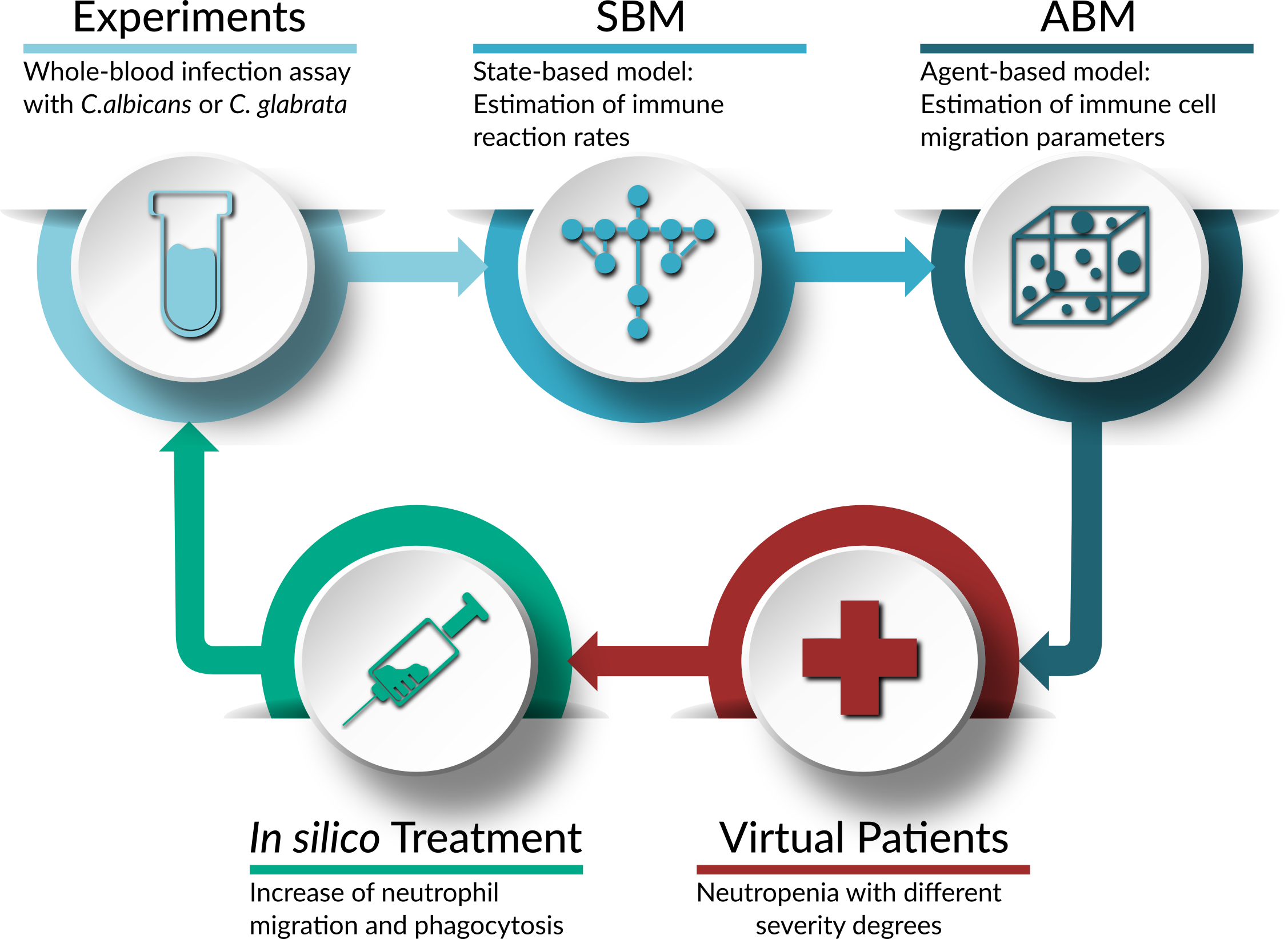 projects-virtual-whole-blood-infection-assay-neutropenia-in-silico.png