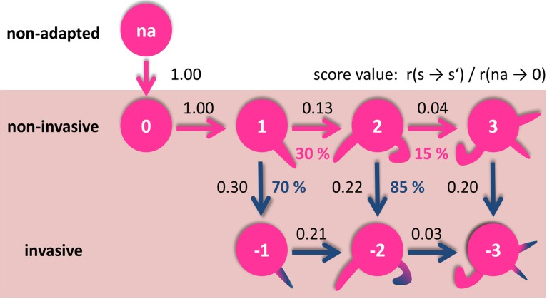 projects-models-for-candida-albicans-invasion-and-hyphal-growth-figure2.jpg