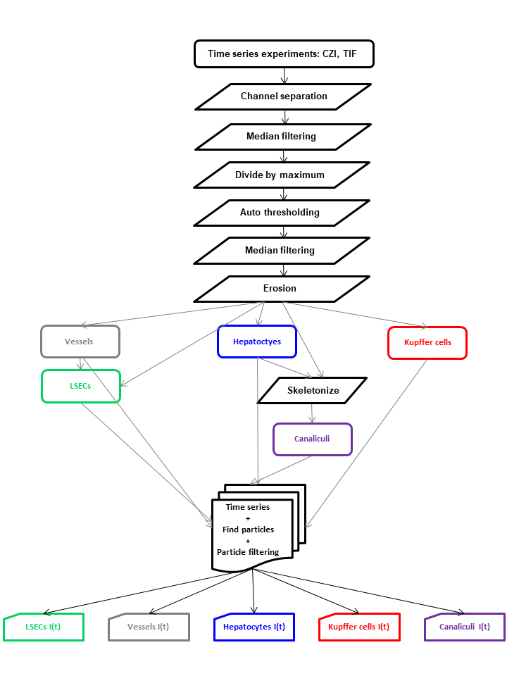 projects-liver-tissue-jipipe-imagej-time-series.png