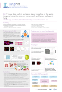 B4: Image data analysis and agent-based modelling of the spatio-temporal interaction between immune cells and human-pathogenic fungi
