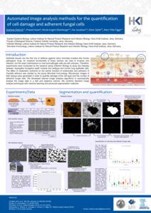 Automated image analysis methods for the quantification of cell damage and adherent fungal cells