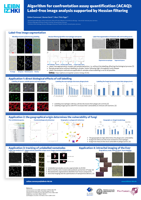Algorithm for confrontation assay quantification (ACAQ): Label-free image analysis supported by Hessian filtering