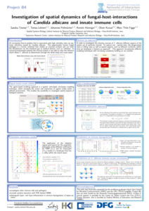 Investigation of spatial dynamics of fungal-host-interactions of Candida albicans and innate immune cells