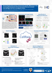 Virtual phagocytosis assays reveal strain‐speciﬁc diﬀerences in the microscopic parameters of the interaction between alveolar macrophages and two A. fumigatus strains