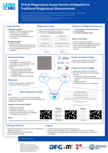 Virtual Phagocytosis Assays Resolve Ambiguities in Traditional Phagocytosis Measurements