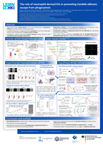 The role of neutrophil-derived EVs in promoting Candida albicans escape from phagocytosis